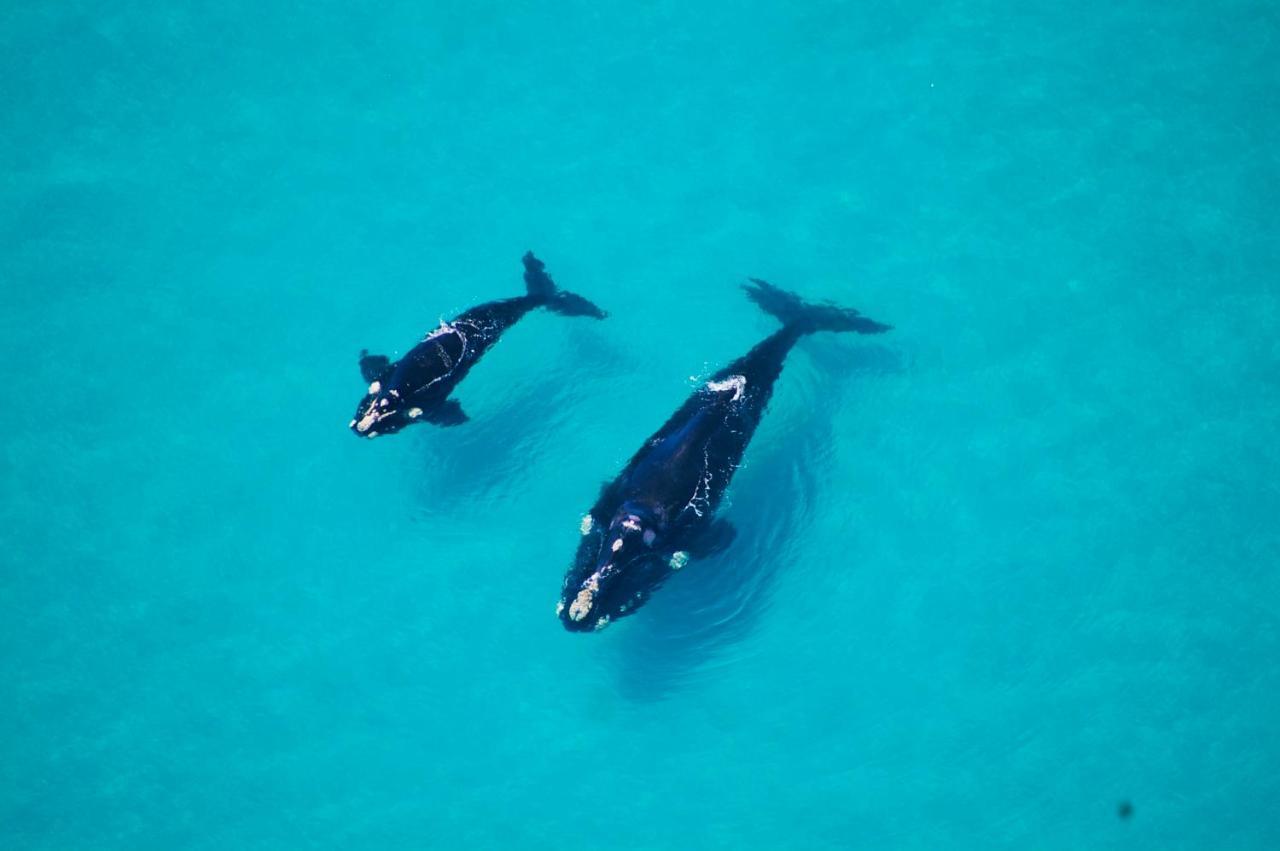 Schulphoek Seafront House ヘルマナス エクステリア 写真 North Atlantic right whale